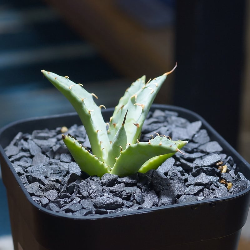 アガベ ハイブリッド 妖炎×姫厳竜/ Y×H-09 | アガベ専門店