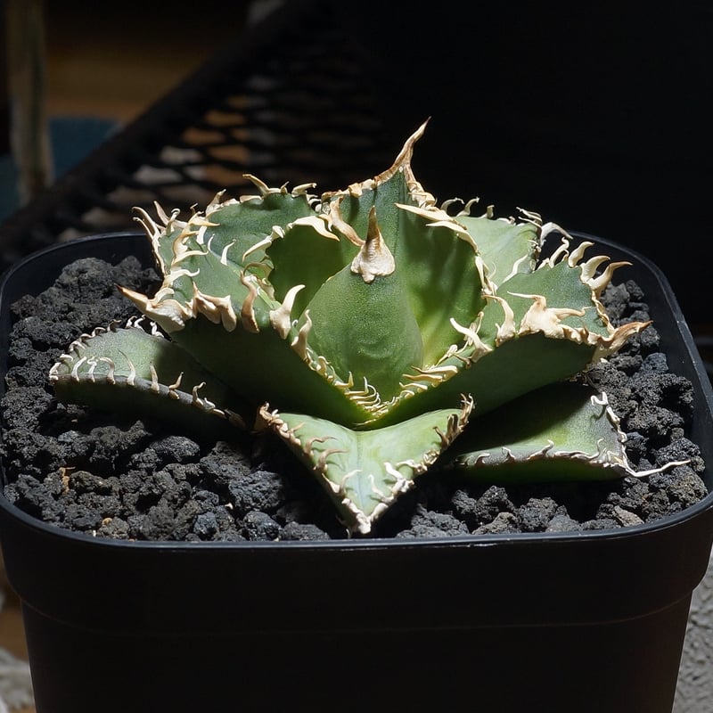 アガベ チタノタ 金剛 キングコング / KK-04 | アガベ専門店
