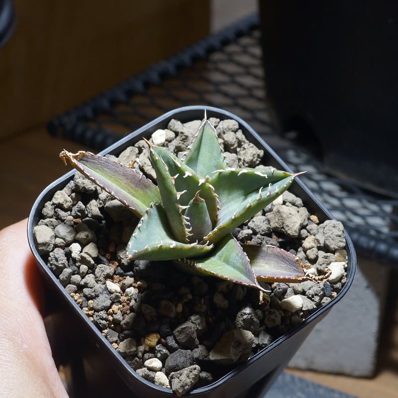 アガベ チタノタ 海王 / KO-02 | アガベ専門店 モンスターハウス