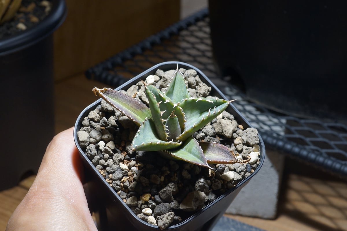 アガベ チタノタ 海王 / KO-02 | アガベ専門店 モンスターハウス