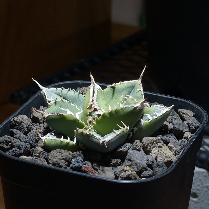 アガベ チタノタ 南アフリカダイヤモンド / SAD-10 | アガベ専門店