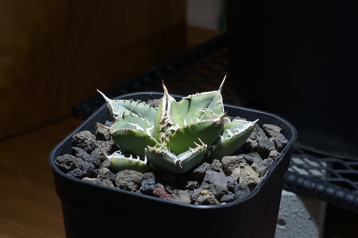 【親株コレクション】SAD アガベ　チタノタ　sad アガベ チタノタ 南アフリカダイヤモンド / SAD-10 | アガベ専門店