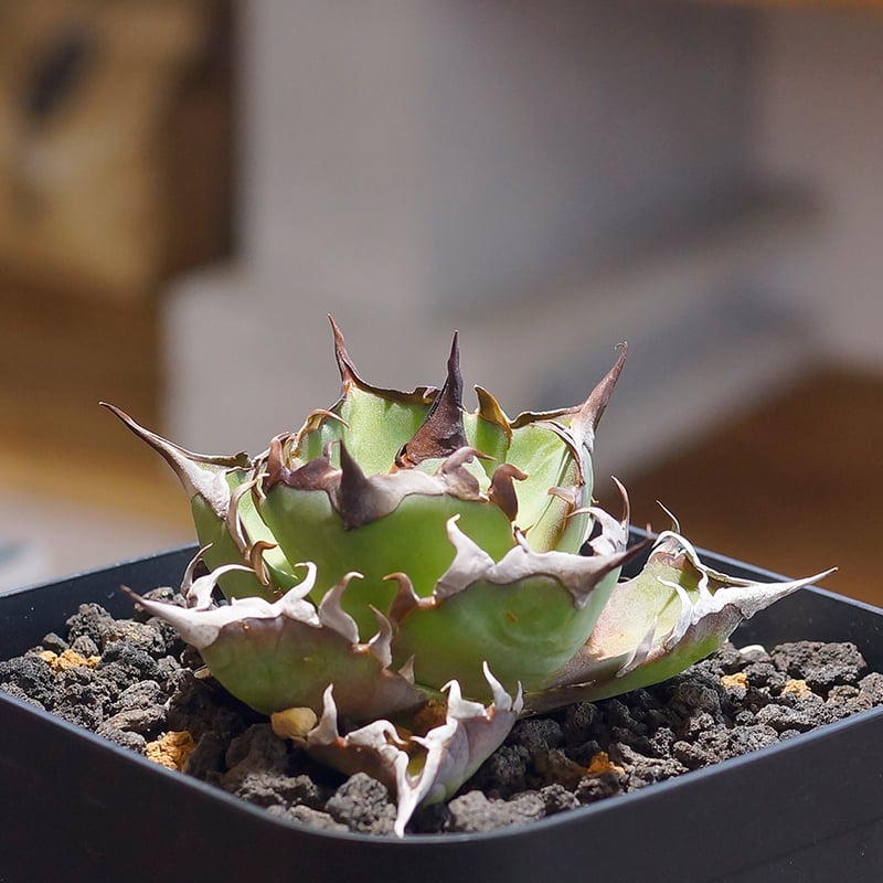 アガベ チタノタ ハデス / 黒帝斯 HD-04 | アガベ専門店 モンスターハウス