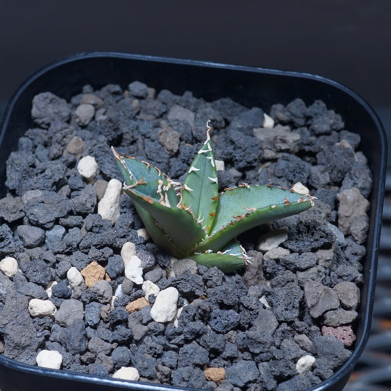 希少高級株　アガベ　アテナータ　翡翠盤　インドネシア輸入株　総柄　サボテン 希少高級株 アガベ アテナータ 翡翠盤 インドネシア輸入株 総柄