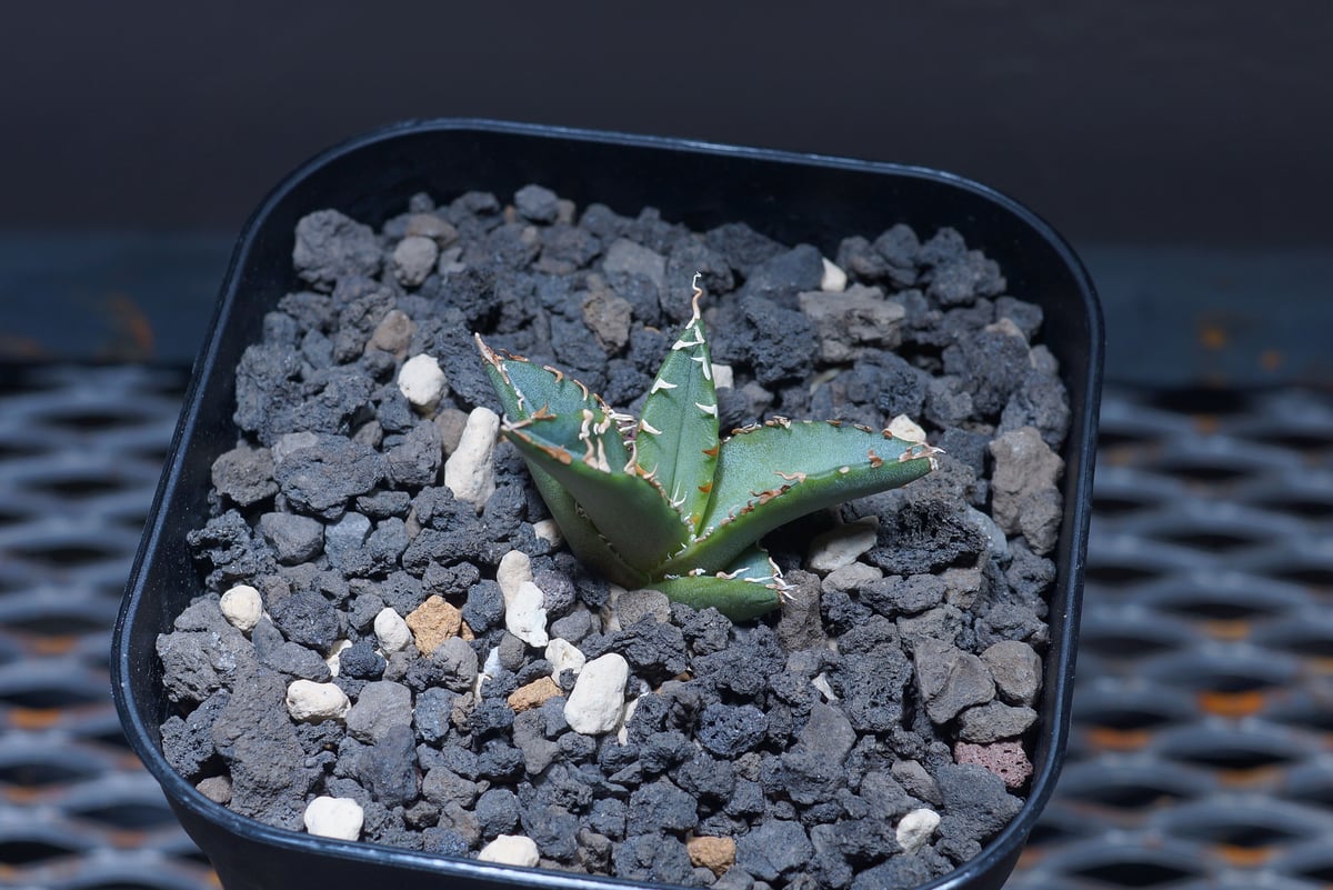 優良血統 希少株】アガベ アルアル（AL-02）インドネシア輸入株