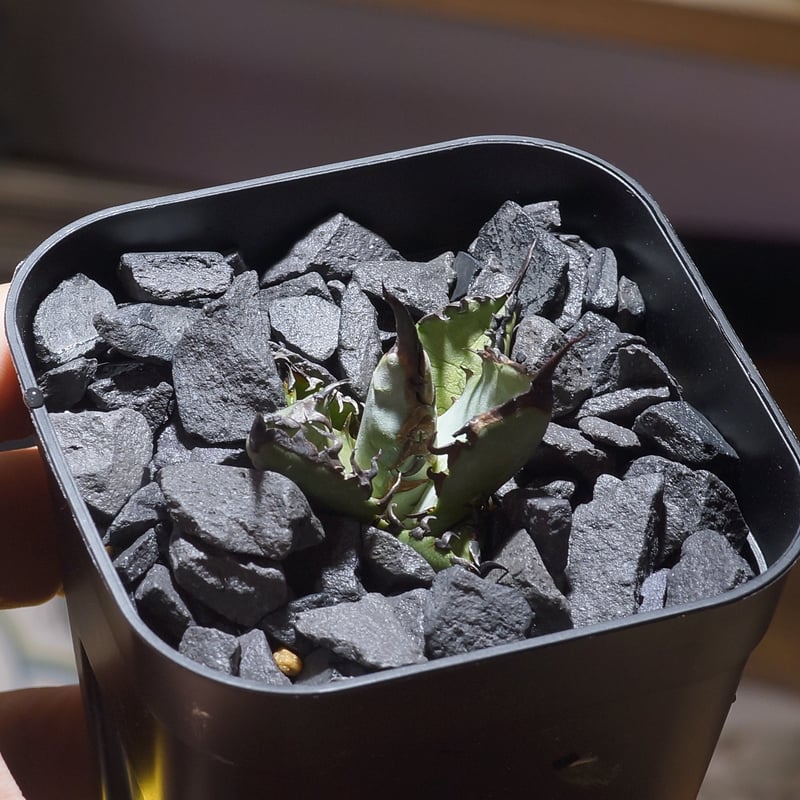 特選　アガベ　チタノタブルー　実生 アガベ・チタノタ「ブルー」実生株 コンパクトフォーム特選株 2