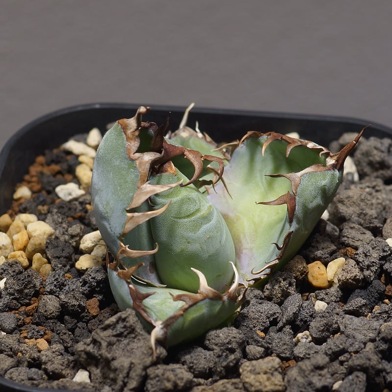 アガベ チタノタ ブラックアンドブルー/bb-32 | アガベ専門店