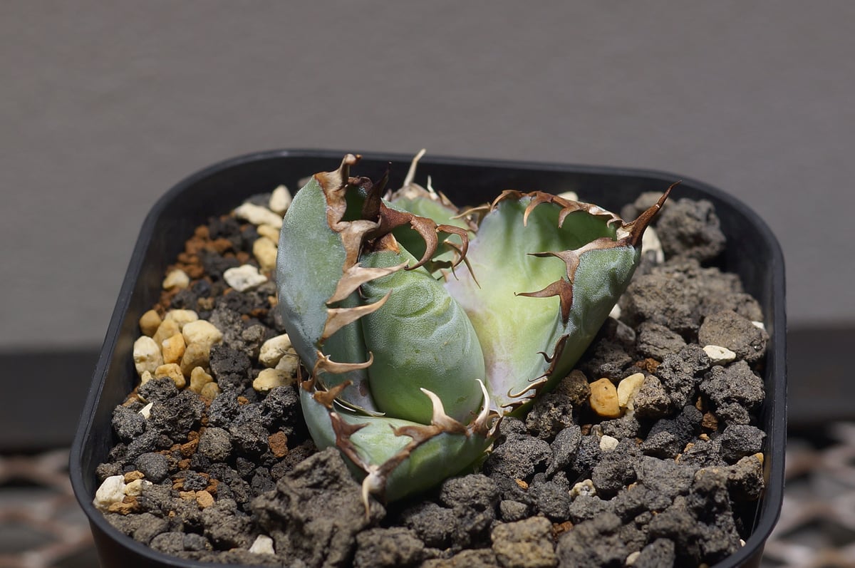 namum　 ブラックアンドブルー　最高血統BB胴切り株　天芽3、4 namum ブラックアンドブルー 最高血統BB胴切り株 天芽3、4 2025