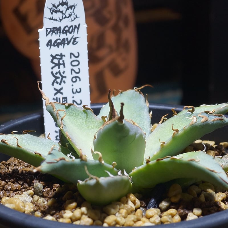 アガベ ハイブリッド 妖炎×黒帝斯 / Dragon Agave産 EH-01 | アガベ専門