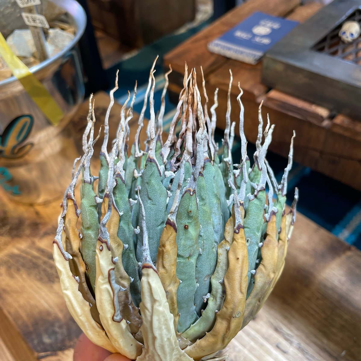 アガベ ユタエンシス エボリスピナ / ES-12 | アガベ専門店 モンスター