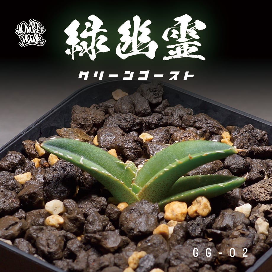 多肉植物 アガベ　チタノタ 緑幽霊 極上白中斑 超希少株 小株 発根済 アガベ チタノタ 緑幽霊 / GG-02 | アガベ専門店 モンスターハウス
