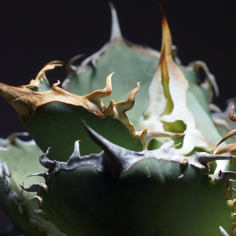 アガベ　fo-076 白鋸歯　オテロイ選抜 アガベ fo-076 白鋸歯 オテロイ選抜 アガベ オテロイ FO-76（F-12