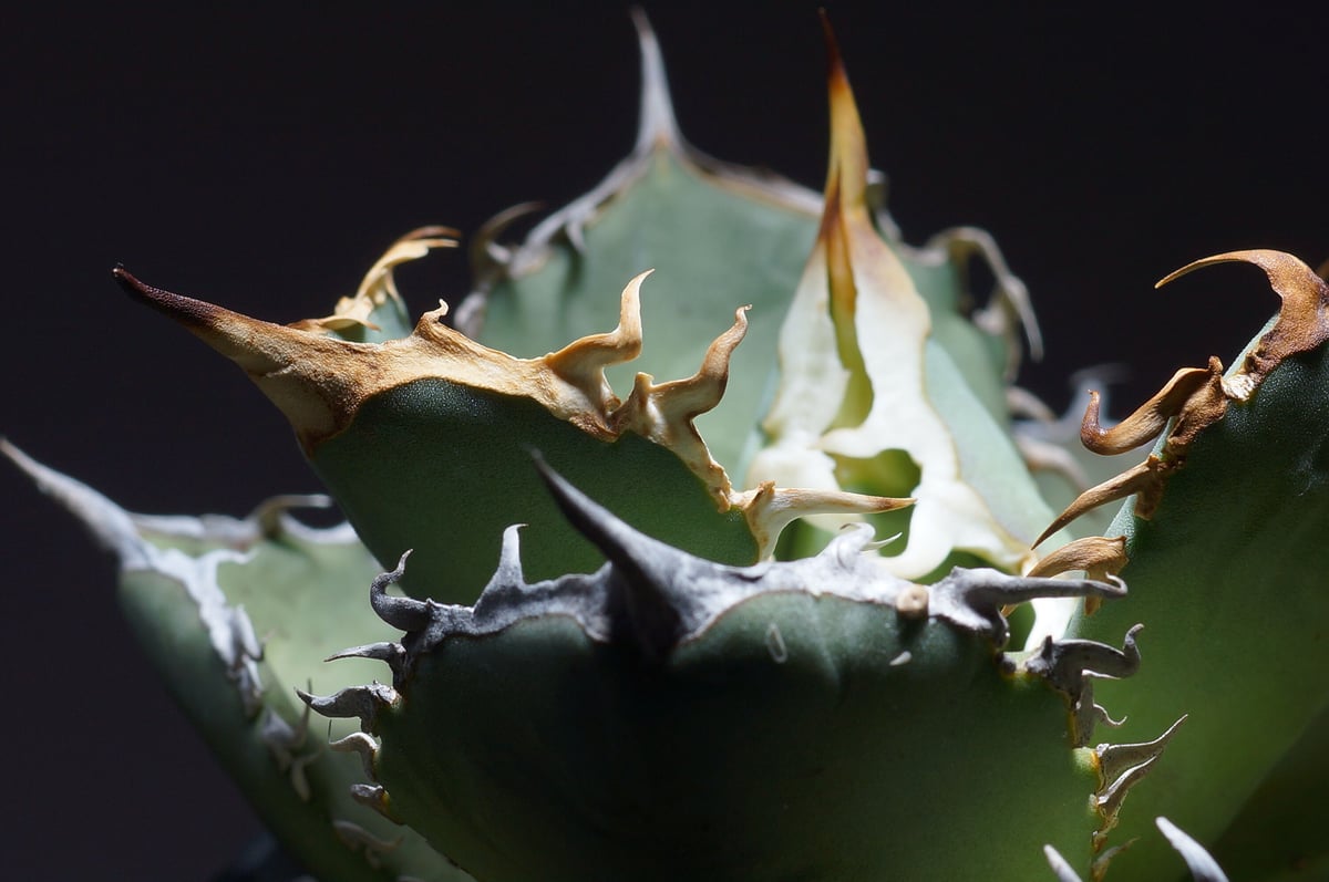 アガベ 雪嶺 笹の雪 ハイブリッド agave 安い