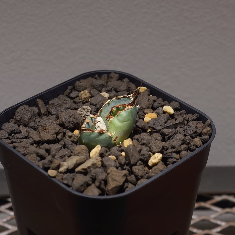 アガベ チタノタ 白鯨/ww-17 | アガベ専門店 モンスターハウス