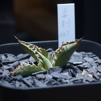 アガベ チタノタ 白犀牛/ 毒刺産 wr-05 | アガベ専門店 モンスターハウス