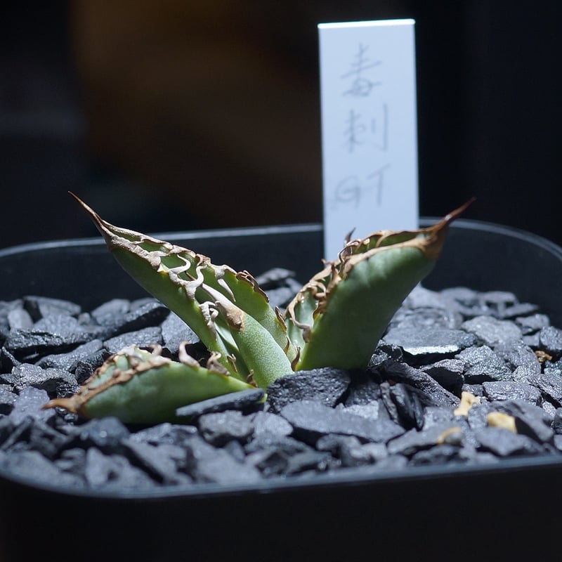 アガベ チタノタ 毒刺GT/ 毒刺産 dgt-01 | アガベ専門店 モンスターハウス