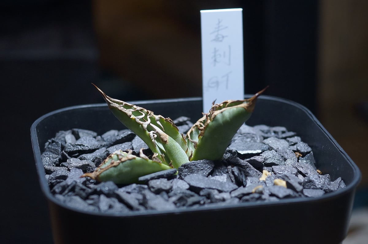 アガベ　チタノタ　毒刺G 子株　毒刺 アガベ チタノタ 毒刺S/ 毒刺産 S-01 | アガベ専門店 モンスター