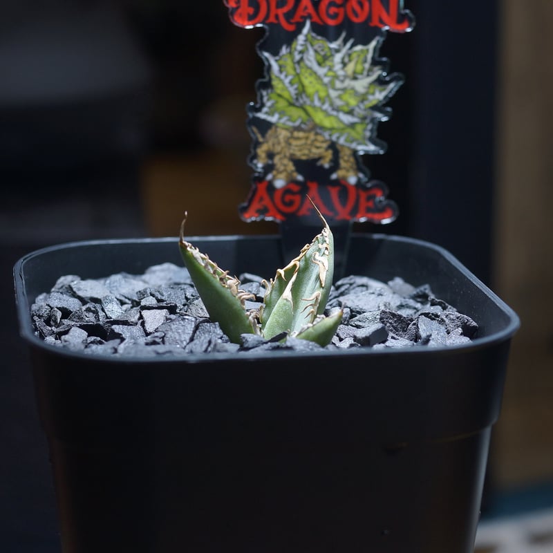 アガベ チタノタ 法老王/ Dragon Agave産 pr-01 | アガベ専門店 モンス