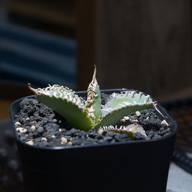 アガベ　台湾ゴジラ　MS-AW アガベ チタノタ ゴジラ 