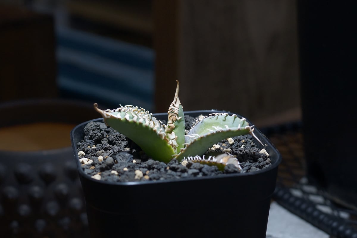 アガベ チタノタ 台湾ゴジラ / TG-01 | アガベ専門店 モンスターハウス