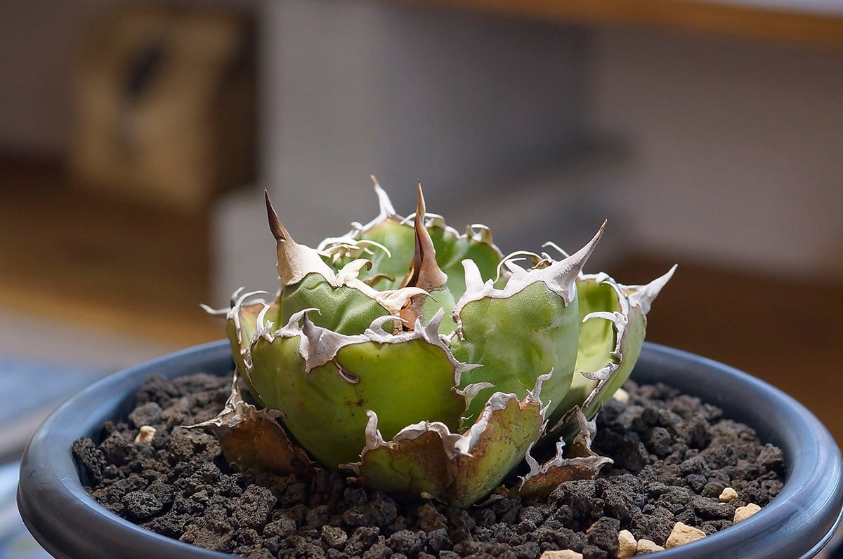 アガベ　チタノタ　白鯨 アガベ・チタノタ白鯨（ボールタイプ）中-070｜agave titanota