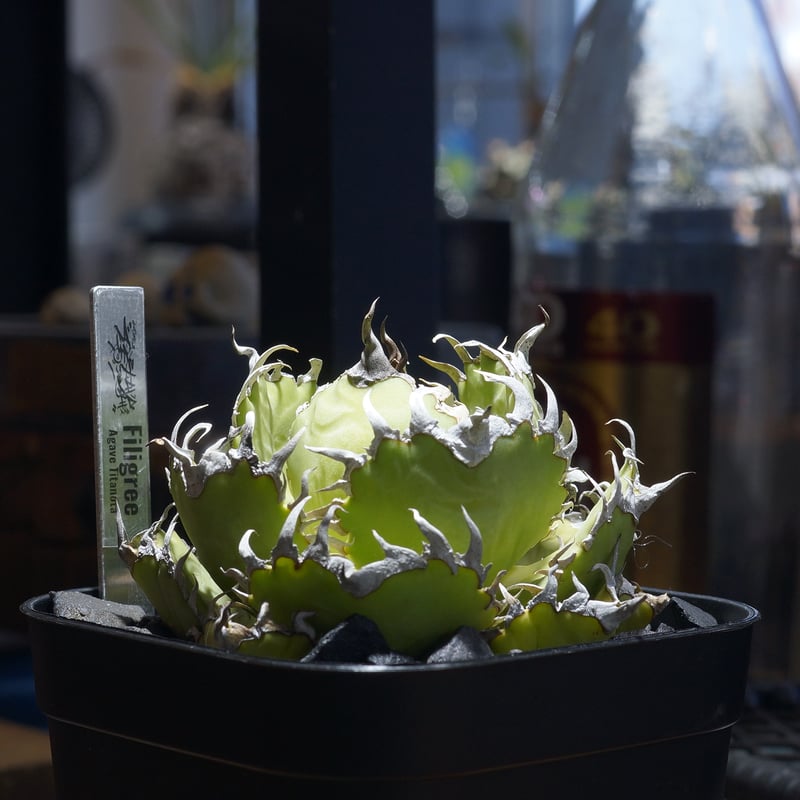 アガベ チタノタ フィリグリー /fg-05 | アガベ専門店 モンスターハウス