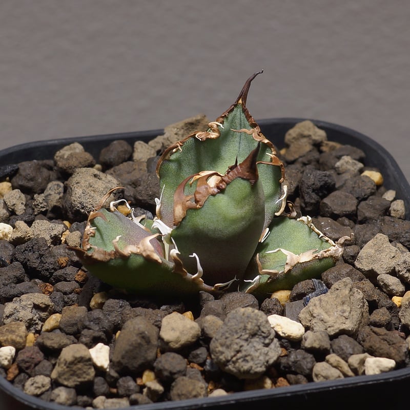 シーザー　CAESAR アガベ　ボール状　強棘 シーザー CAESAR アガベ ボール状 強棘 Agave Titanota Caesar アガベ