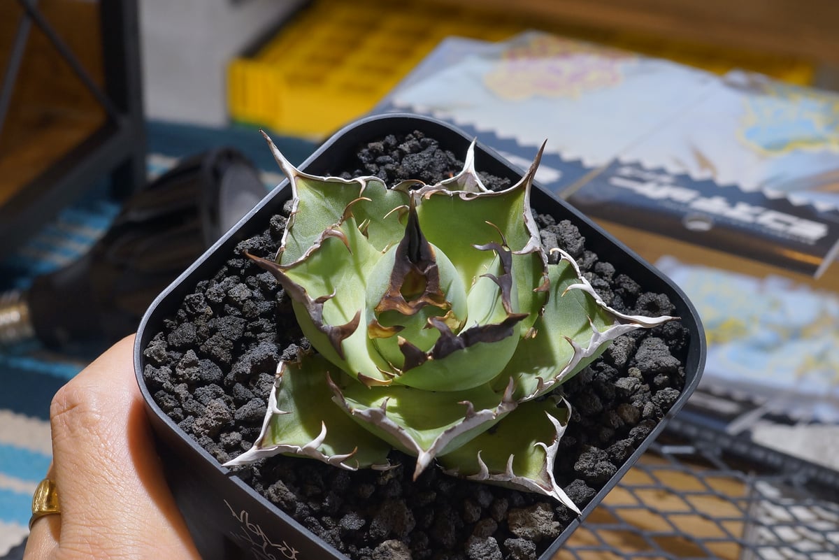 アガベ チタノタ ハデス 黒帝劍konect vortex コネクト アガベ チタノタ ハデス 黒帝劍konect vortex コネクト アガベ