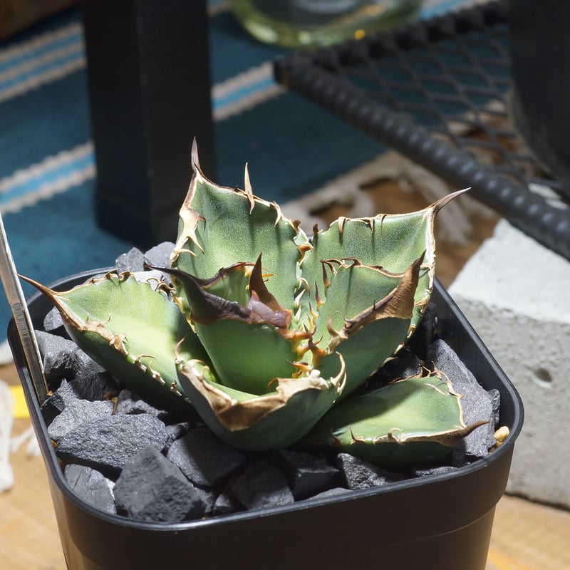 期間限定価格 アガベ チタノタ 緑犀牛 希少 アガベ チタノタ 緑犀牛/ Dragon Agave産 GR-02 | アガベ専門店 モンス