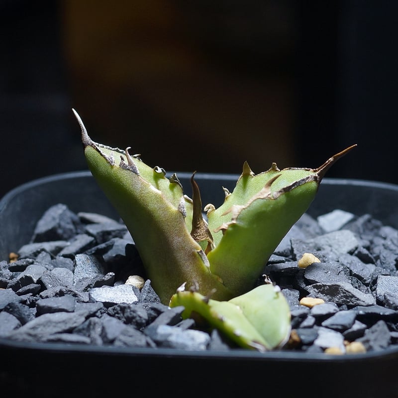 アガベ チタノタ 白犀牛/ 毒刺産 wr-05 | アガベ専門店 モンスターハウス