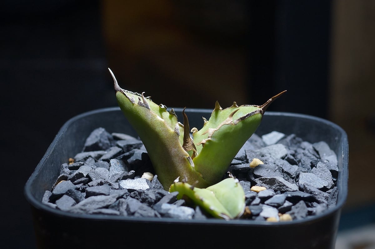 アガベ チタノタ 白犀牛/ 毒刺産 wr-05 | アガベ専門店 モンスターハウス