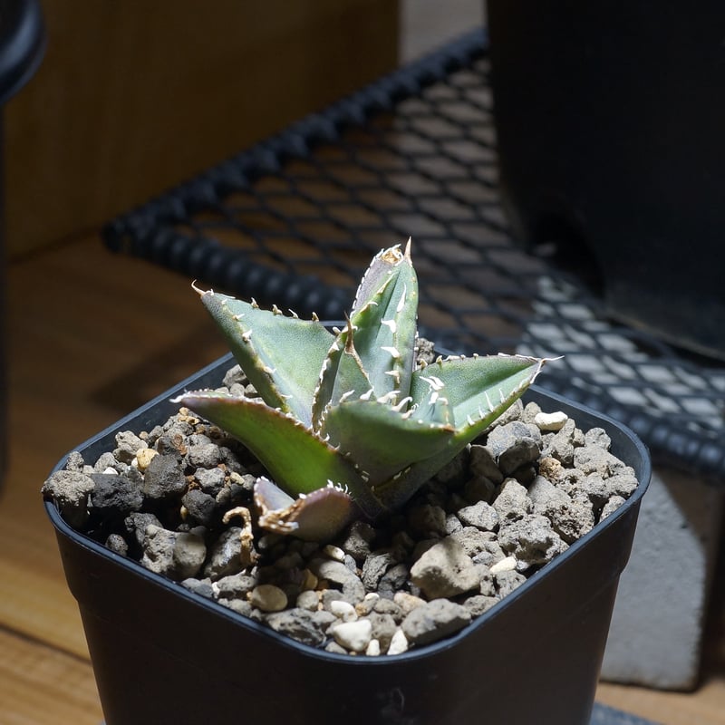 アガベ チタノタ 海王 / KO-02 | アガベ専門店 モンスターハウス