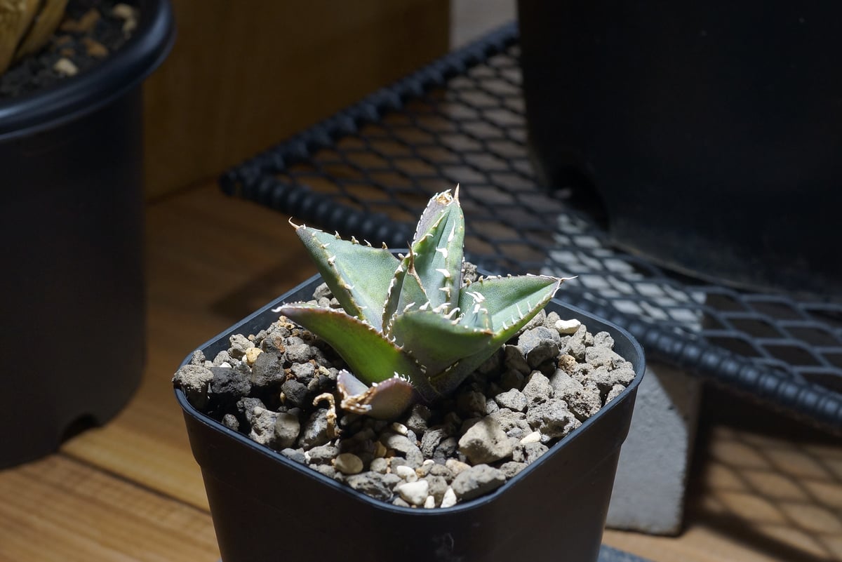 最終値下げ！アガベ　チタノタ　海王　大株 アガベ・チタノタ 海王（小株）-026｜agave titanota aqua man