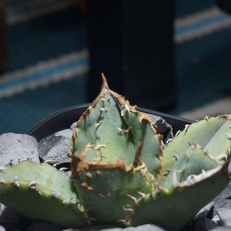 アガベ チタノタ 鰐亀 / WG-02 | アガベ専門店 モンスターハウス