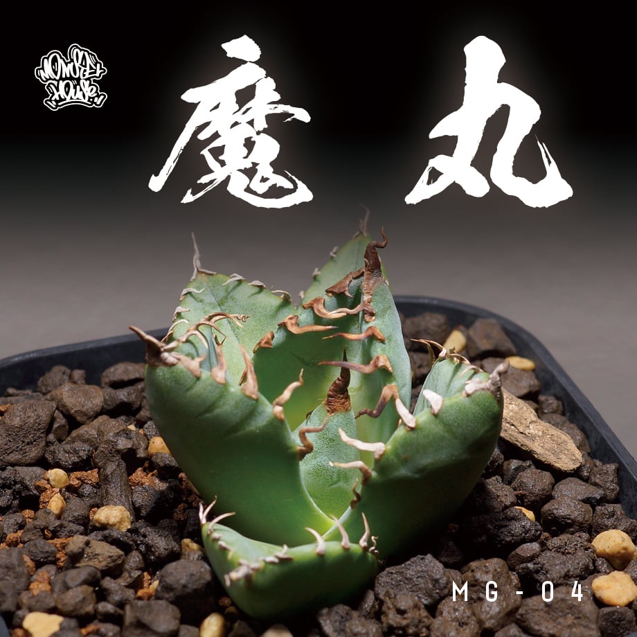 【超安い】 fit=scale-down,w=1200 アガベ