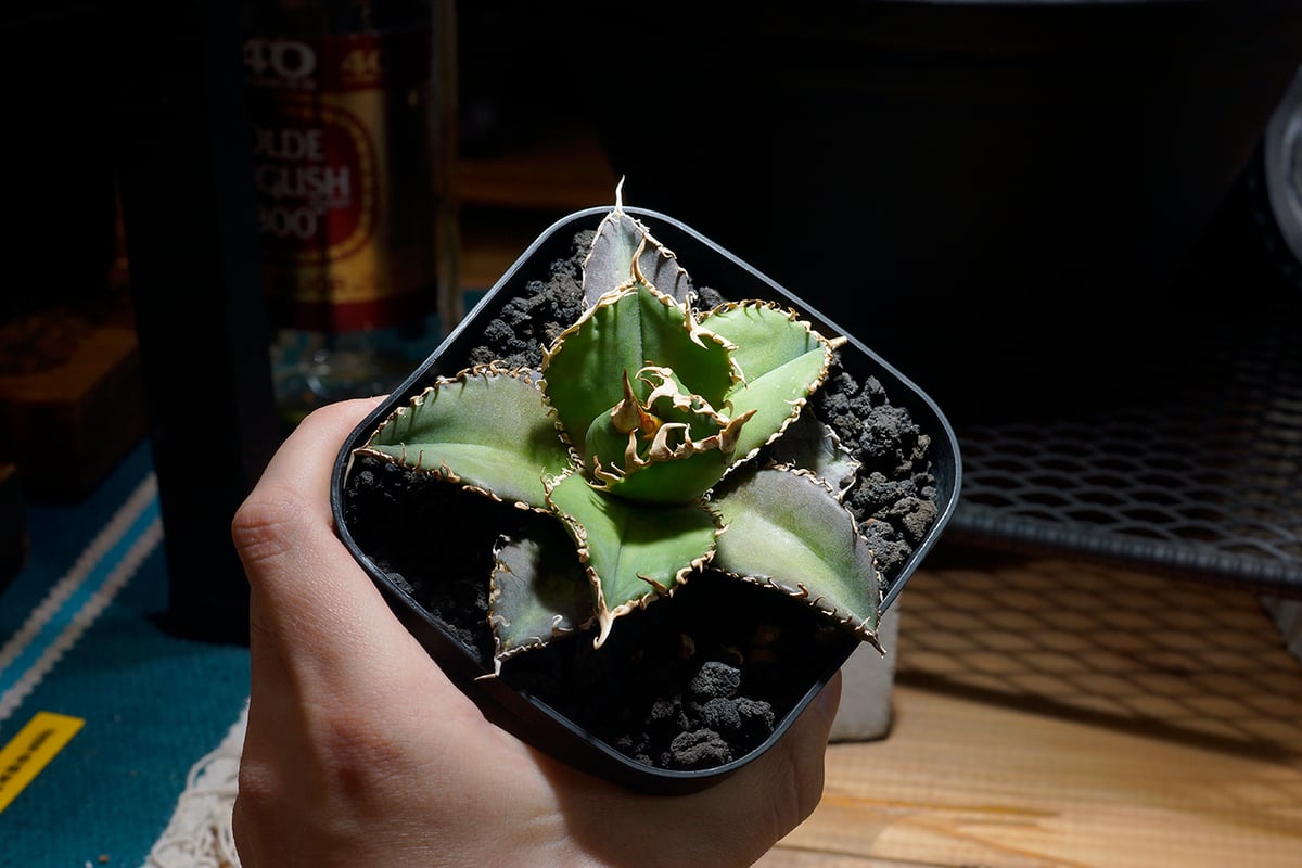 アガベ チタノタ 金剛 キングコング / KK-05 | アガベ専門店