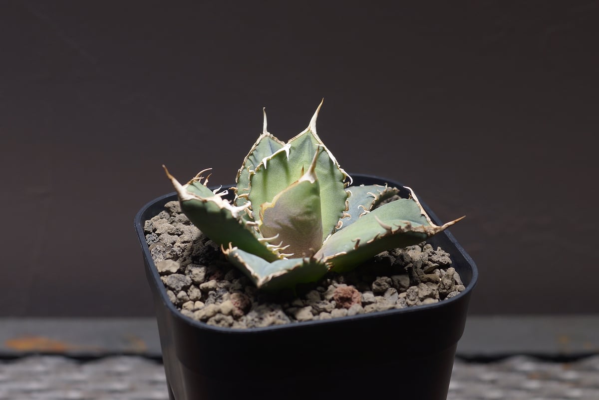 超破格セール！　アガベ オテロイ FO-021/バトルアックス 親株販売 超破格セール！ アガベ オテロイ FO-021/バトルアックス 親株販売