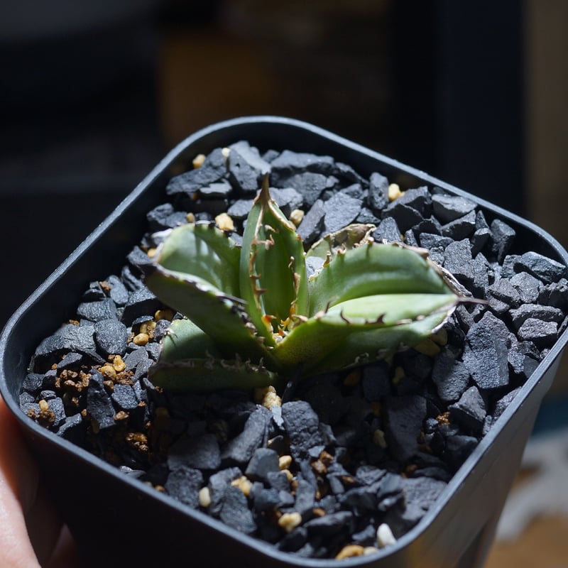 アガベ チタノタ 皇冠/ Dragon Agave産 cw-01 | アガベ専門店