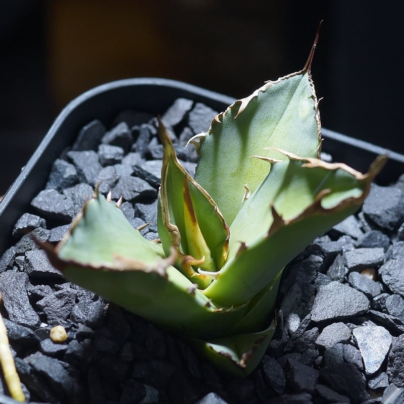 J*I様 アガベ 白犀　OC 中株　　検　白犀牛 RAFLUMコレクション】アガベ チタノタ 