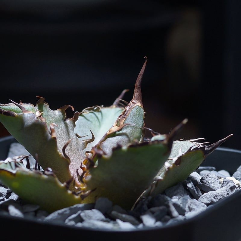 アガベ チタノタ 猟豹/ Dragon Agave産 ct-02 | アガベ専門店 モンスタ