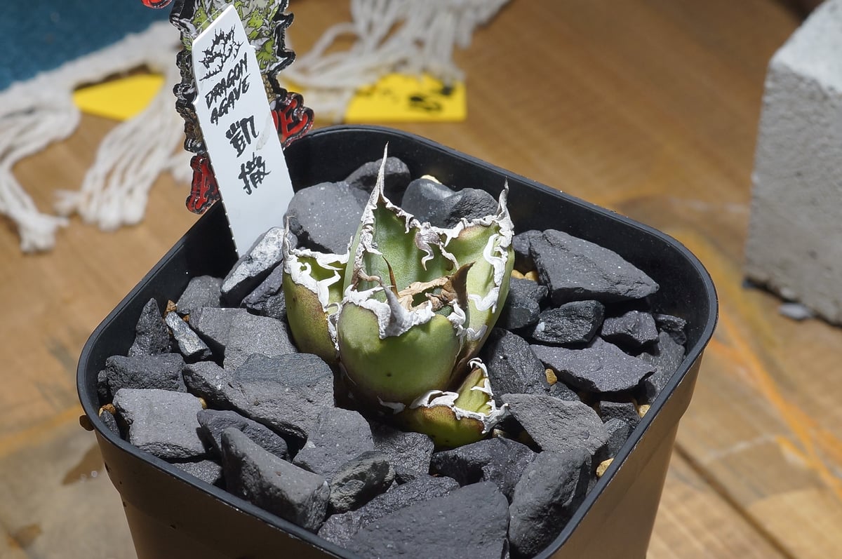 アガベ チタノタ シーザー 凱撒/ Dragon Agave産 cae-18 | アガベ専門店