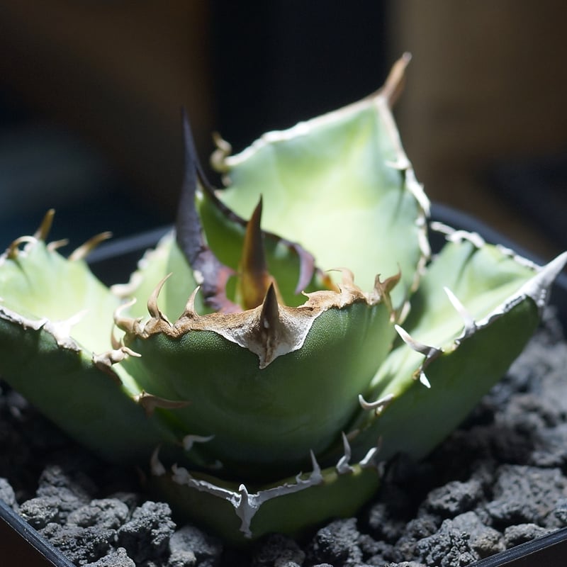 アガベ チタノタ 白犀牛/ wr-03 | アガベ専門店 モンスターハウス