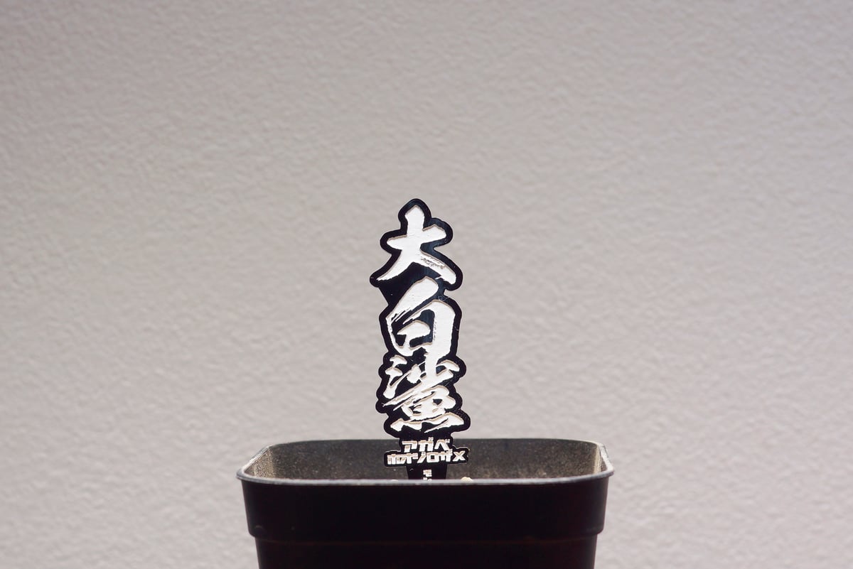 アガベ 品種 プランツタグ 黒】チタノタ 大白鯊 | アガベ専門店