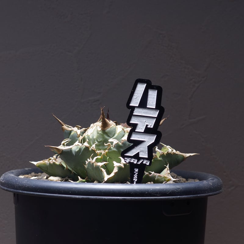 アガベ 品種 プランツタグ 黒】チタノタ ハデス | アガベ専門店