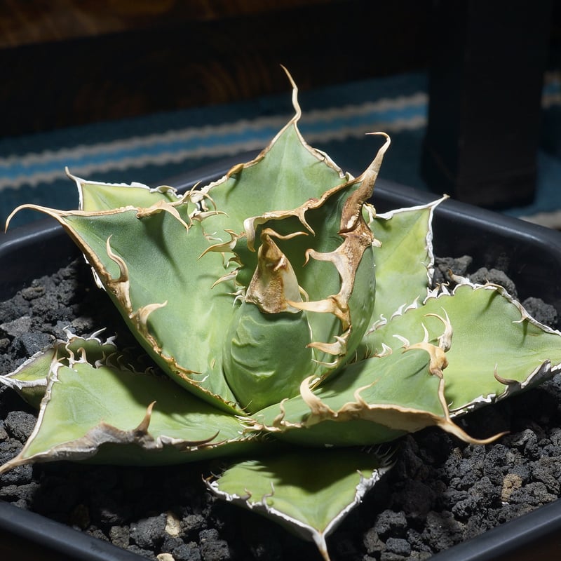 アガベ チタノタ 緑幽霊 / GG-11 | アガベ専門店 モンスターハウス