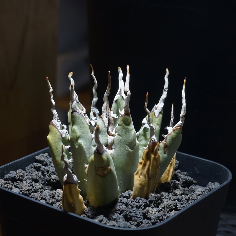 アガベ ユタエンシス エボリスピナ / ES-06 | アガベ専門店