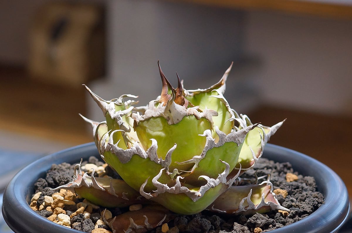 アガベ チタノタ FO-76 カエサル シーザー 凱撤 アガベ チタノタ