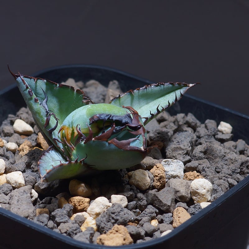 アガベ チタノタ ブラックアンドブルー/bb-22 | アガベ専門店