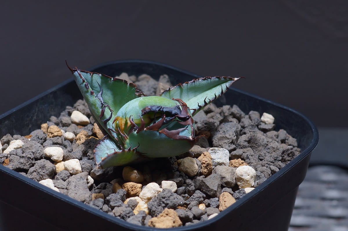 アガベ チタノタ ブラックアンドブルー/bb-22 | アガベ専門店