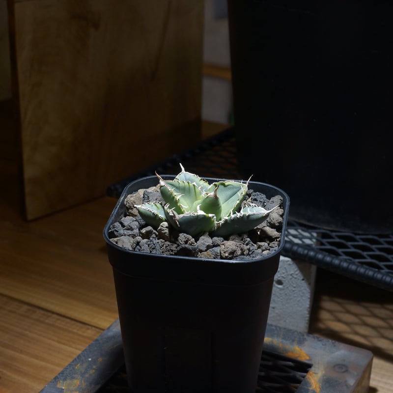 アガベ チタノタ 南アフリカダイヤモンド / SAD-10 | アガベ専門